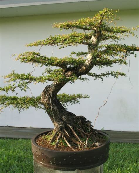 Black Olive Bonsai Trees - About Bonsai