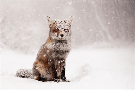 22 Breathtaking Wildlife Pictures Of Beautiful Foxes