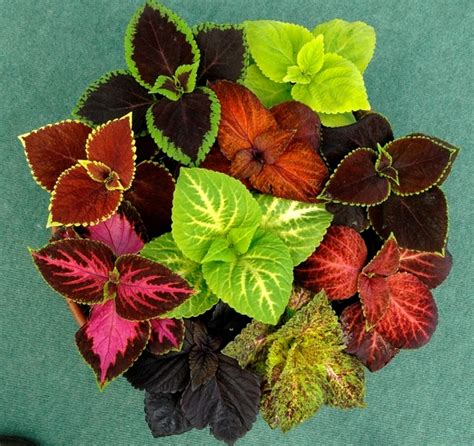 Breeders Seeds Ltd Annual Seeds Coleus Giant Exhibition