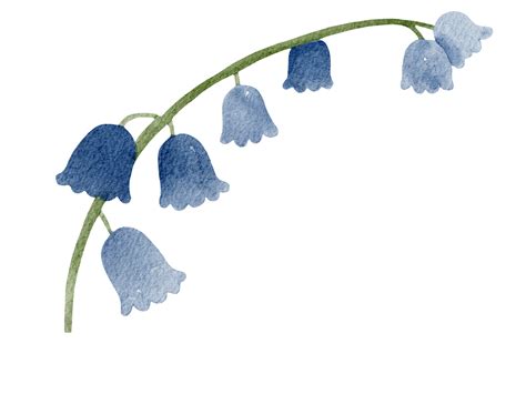 Muguet Png