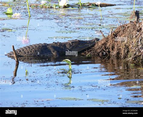 Saltwater crocodile in Australia Stock Photo - Alamy