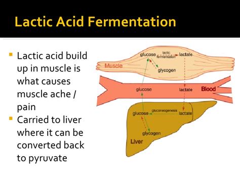 Biology; the study of the life: Lactic Acid