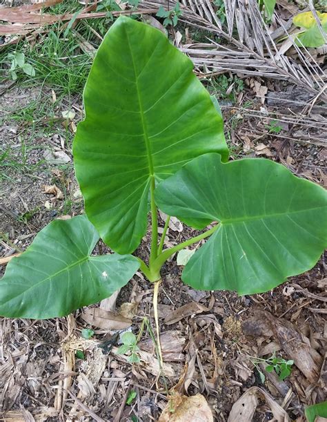 Warisan Petani Pokok Keladi Sarawak