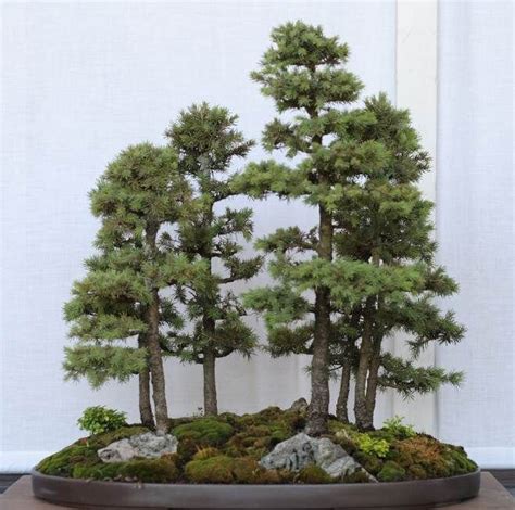 White Spruce Bonsai Tree - Picea glauca | Rare Plant Seeds | Whimsy and ...