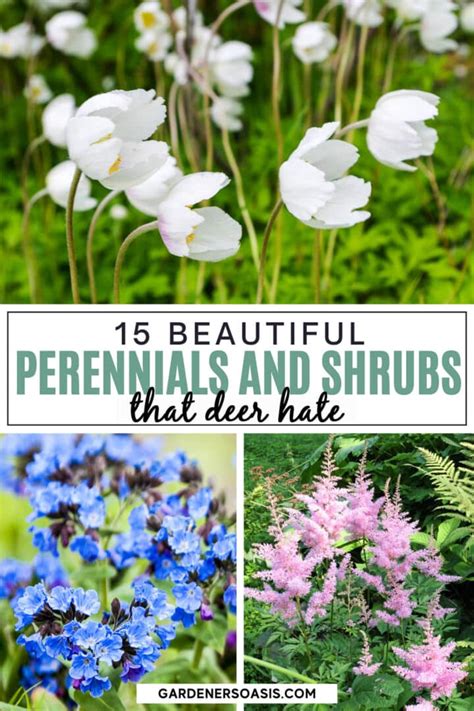 Deer Resistant Shade Plants 15 Beautiful Perennials And Shrubs That Deer Hate