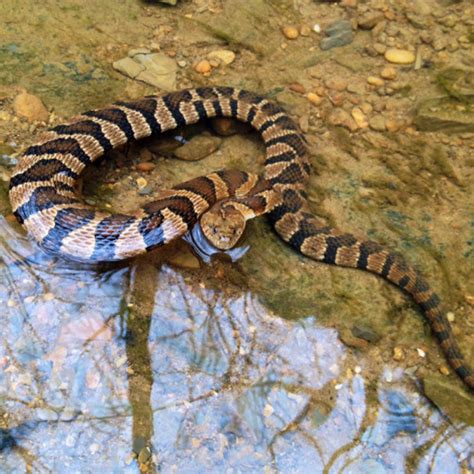 Northern Water Snake Facts And Pictures Reptile Fact