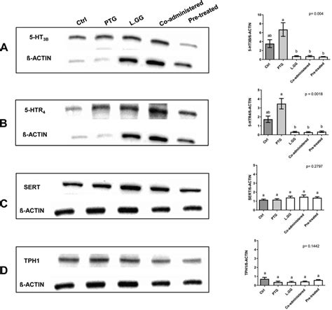 Western Blot Analysis Of Ht B Panel A Htr Panel B Sert