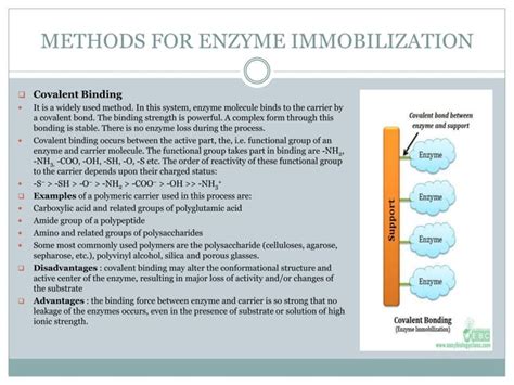 Immobilized Enzymes Immobilization Techniques Examples Biochemical