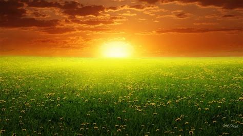 Sunlight Sunset Flowers Nature Grass Sky Field Sunrise Morning