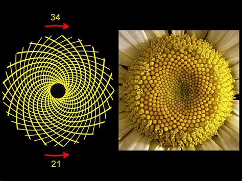 Fibonacci Sequence 34 21 Geometría sagrada Espiral de fibonacci