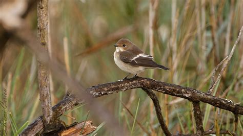 Gobemouche Noir Ficedula Hypoleuca European Pied Flyca Flickr