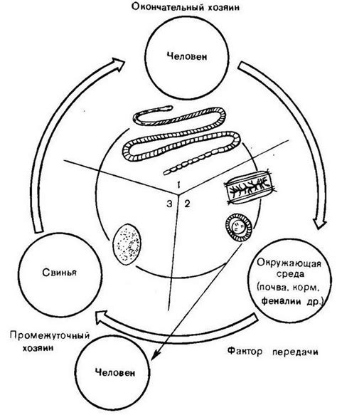 Свиной цепень