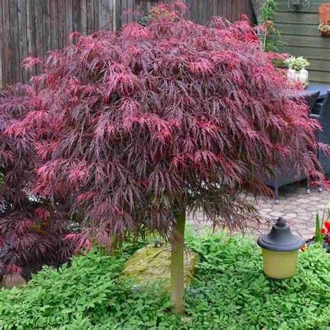 Unique Raised Garden Bed In 2021 Japanese Maple Tree Japanese Maple