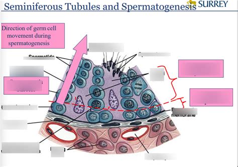 Diagram Of Seminiferous Tubules Quizlet