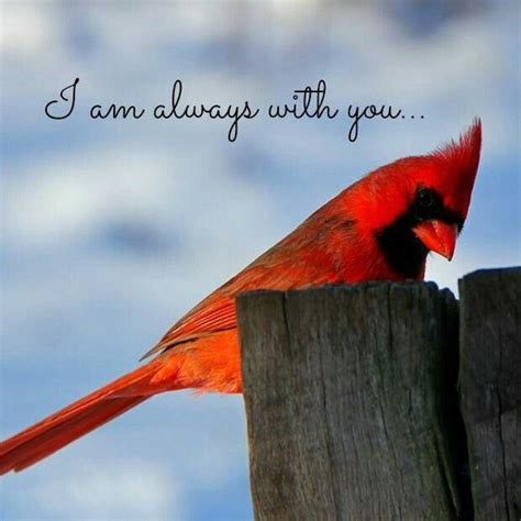 Beautiful Cardinal | Beautiful birds, Birds, Bird