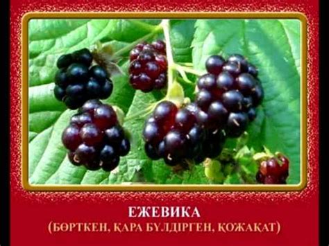 Жидектер - YouTube