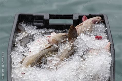 Large Freshly Caught Atlantic Codfish In Black Plastic Fish Buckets