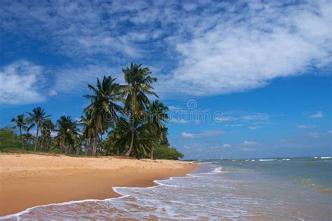 Praia Tropical Palmeiras Foto De Stock Imagem De Praia Quente