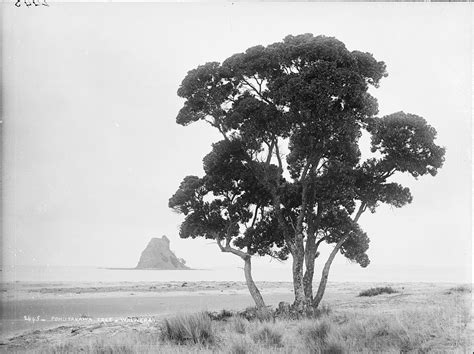 Pohutukawa Tree Images Free Photos Png Stickers Wallpapers