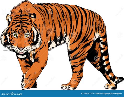 Big Tiger Painted With Ink By Hand On A White Background Color Logo