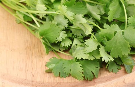 CORIANDER BENEFITS What You Can Get From This Leafy Vegetable