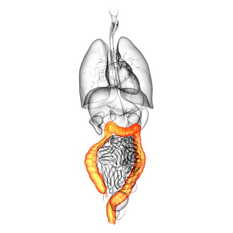 Sistema Digestivo Humano Intestino Grueso Humano Png Dibujos Salud Organo Estómago Png Imagen