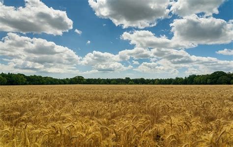 More Than Million Tons Of Grain Were Threshed In Ukraine Buna Time