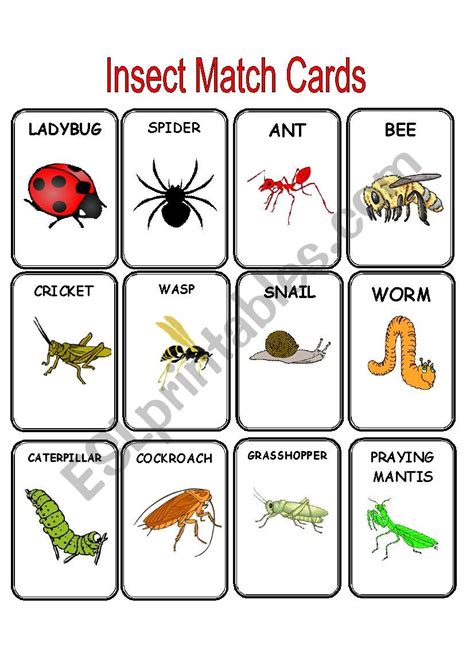 Insect Match Cards Esl Worksheet By Estherlee76