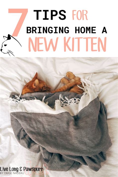 7 Tips For Bringing Home A New Kitten