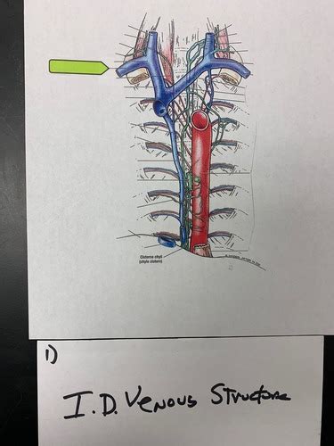 Visc Gross Lab Final Flashcards Quizlet