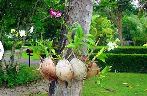 Lindas Orqu Deas Em Cocos Como Plantar Orquideaoterapia