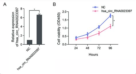 The Effect Of Overexpressed Hsa Circ Rna On The Proliferation Of