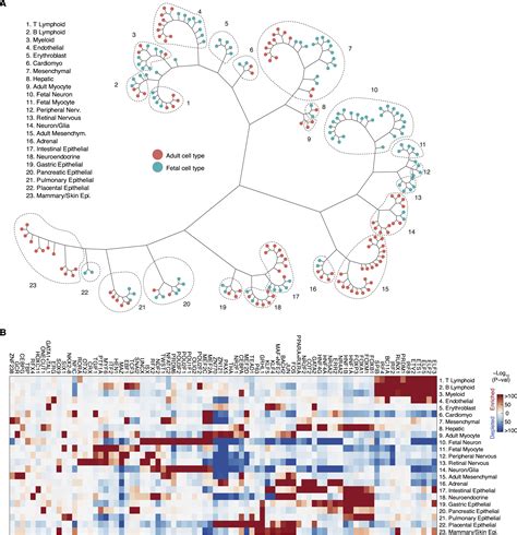 A Single Cell Atlas Of Chromatin Accessibility In The Human Genome Cell