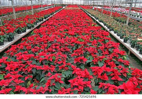 1276 Poinsettia Field Stock Photos Images And Photography Shutterstock