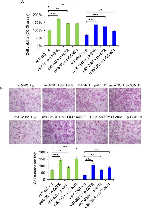 Egfr Akt And Ccnd Rescue Mir Induced Cellular Phenotypes In