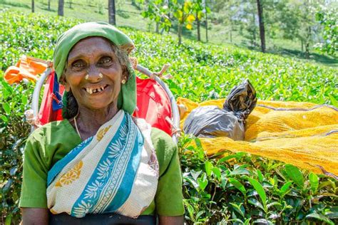 Sri Lanka Rundreisen Buchen Individuell Planen Sri Tours