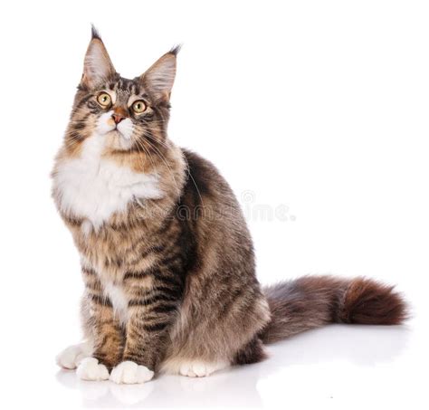 Maine Coon Cat 6 Months Old Sitting Stock Photos Free And Royalty Free