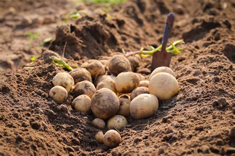 How To Make Potatoes Grow Eyes Back Gardener