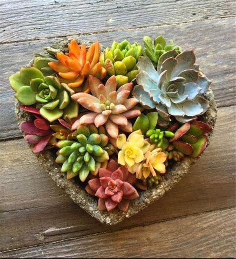 Amazing Succulents Garden Decor Ideas Page Of Lovein Home