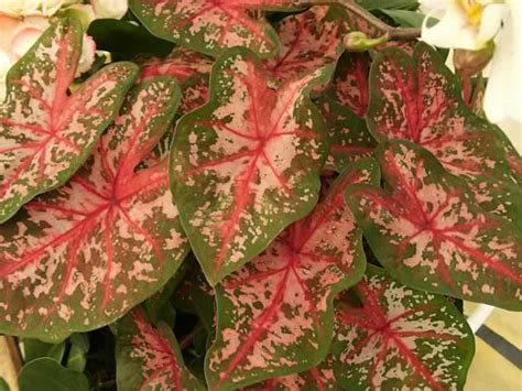 Caladium - Flowers