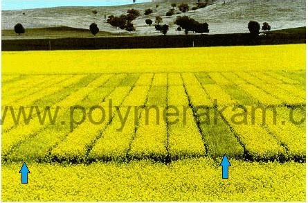 Что такое жидкая сера и как она влияет на рост растений? — پلیمر شیمی آکام