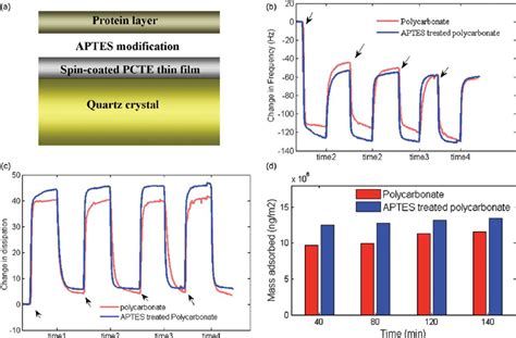 A A Schematic Diagram Of The Protein Polymer Adsorption On A Quartz Download Scientific