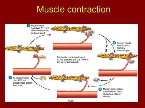 Ppt Chapter 10 “ Muscle Tissue” Powerpoint Presentation Free