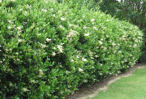 Japanese Privet Landscape Pinterest Shrub Wax And Hedges