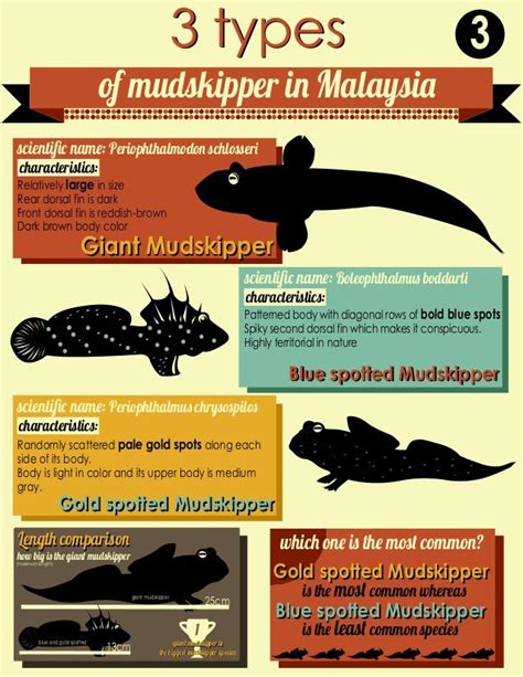 Mudskipper Presentation Boards