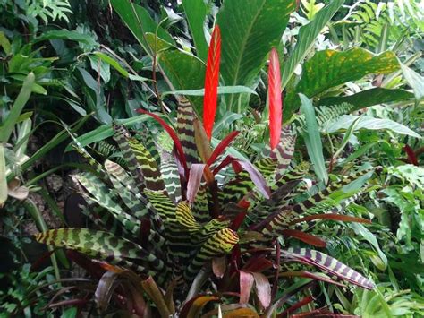 Bromeliad Vriesea Splendens Bromeliaceae The Living Planet Aquarium Plants Easytogrow