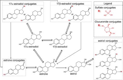 | Transformation pathways of estrone (E1), 17α-estradiol, 17β-estradiol ...