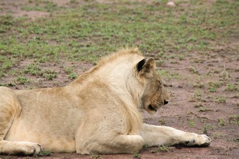 León Descansando En El Serengeti La Sabana Africana Entre Kenia Y