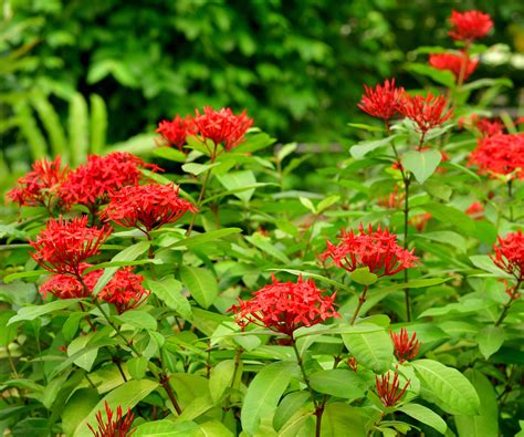 How To Grow Ixora Advice On Growing This Tropical Shrub Homes And Gardens