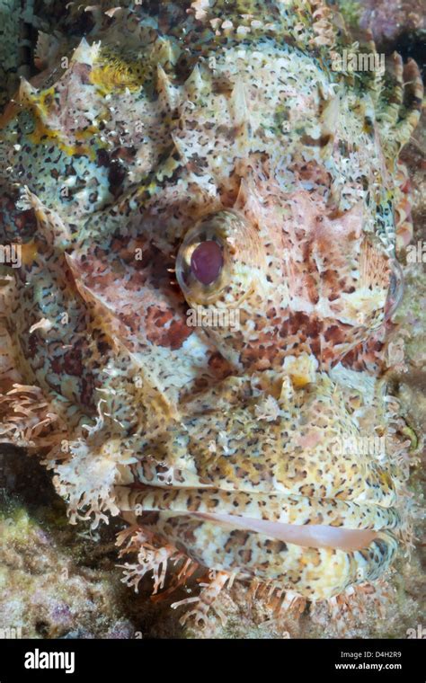 Scorpionfish Thailand Underwater Hi Res Stock Photography And Images